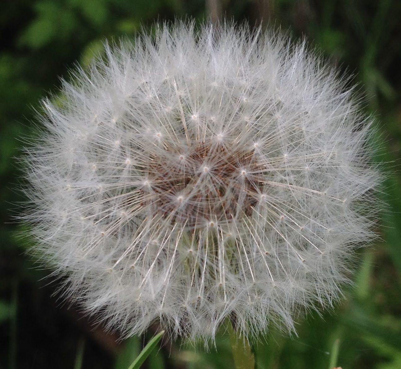 DandelionSachikoOrderisArt